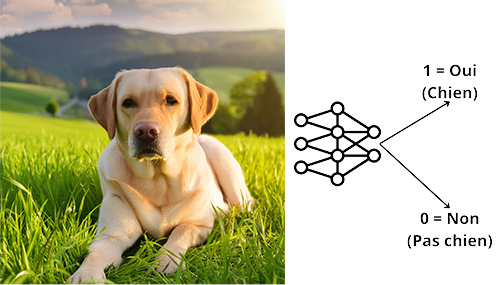 photo labrador réseau neuronal dit si c'est un chien ou pas